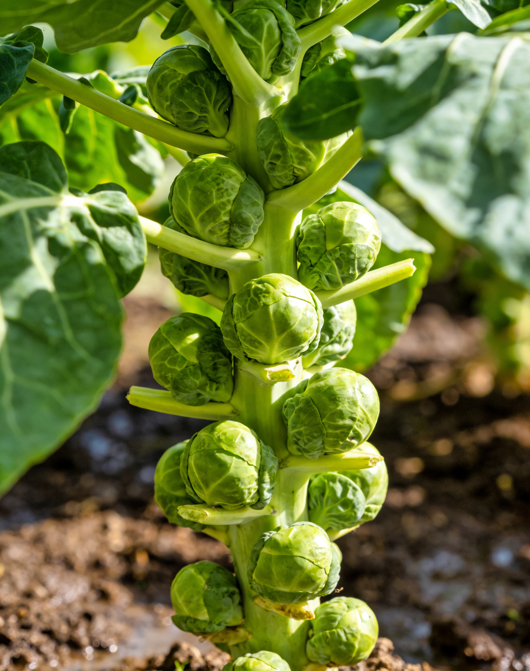 Ultra-high yielding potted table tennis spore kale seeds
