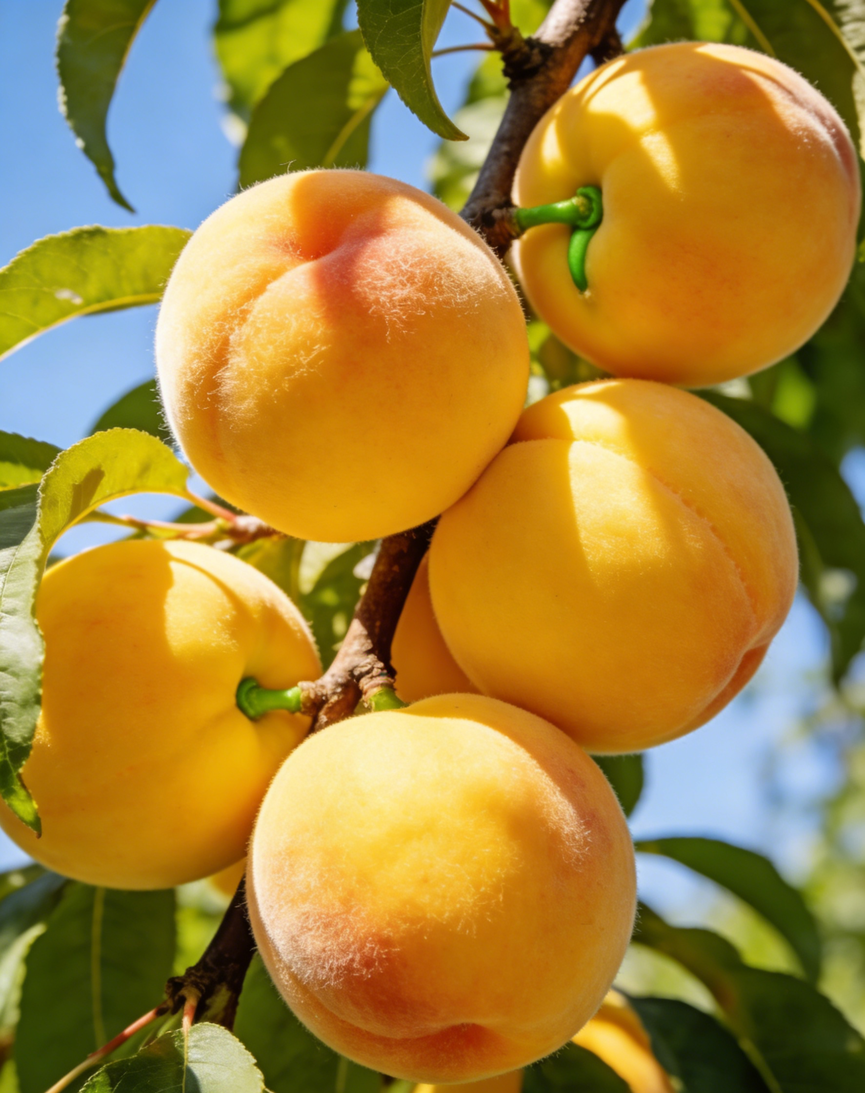 [Bearing Fruit in 3 Months] Extra Large Golden Peach Saplings