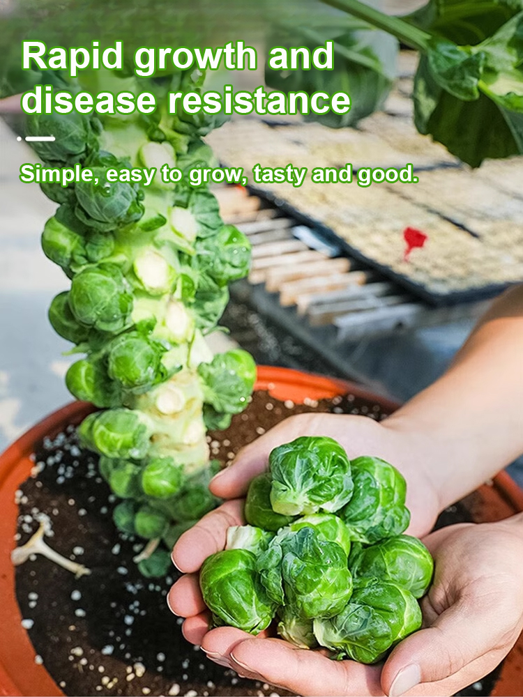 Ultra-high yielding potted table tennis spore kale seeds