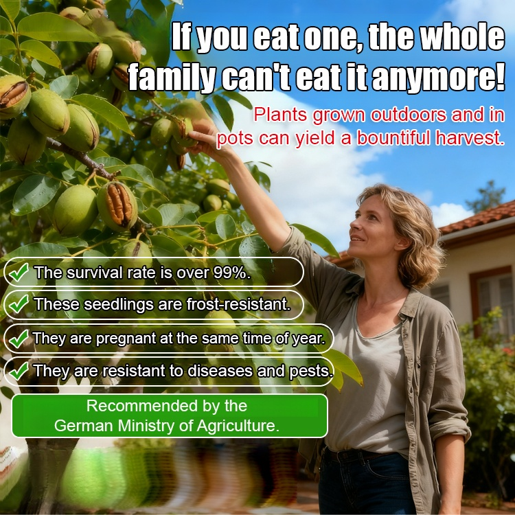 Pecan seedlings imported from the USA