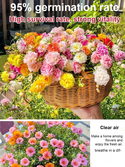 Four season double petaled sunflower seeds