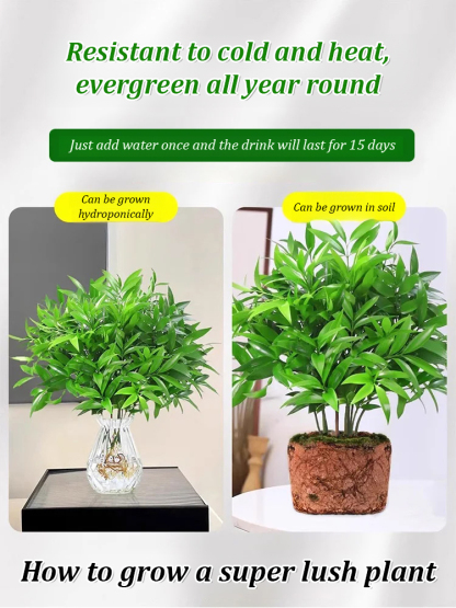 [Can survive with water] New bamboo cypress seeds