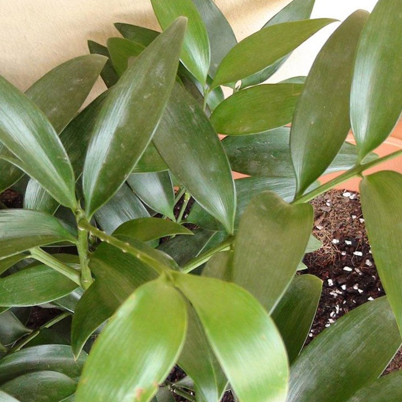 [Can survive with water] New bamboo cypress seeds