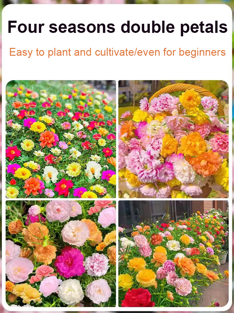 Four season double petaled sunflower seeds