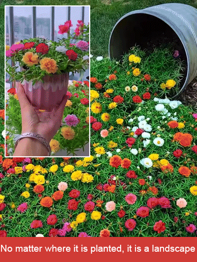 Four season double petaled sunflower seeds