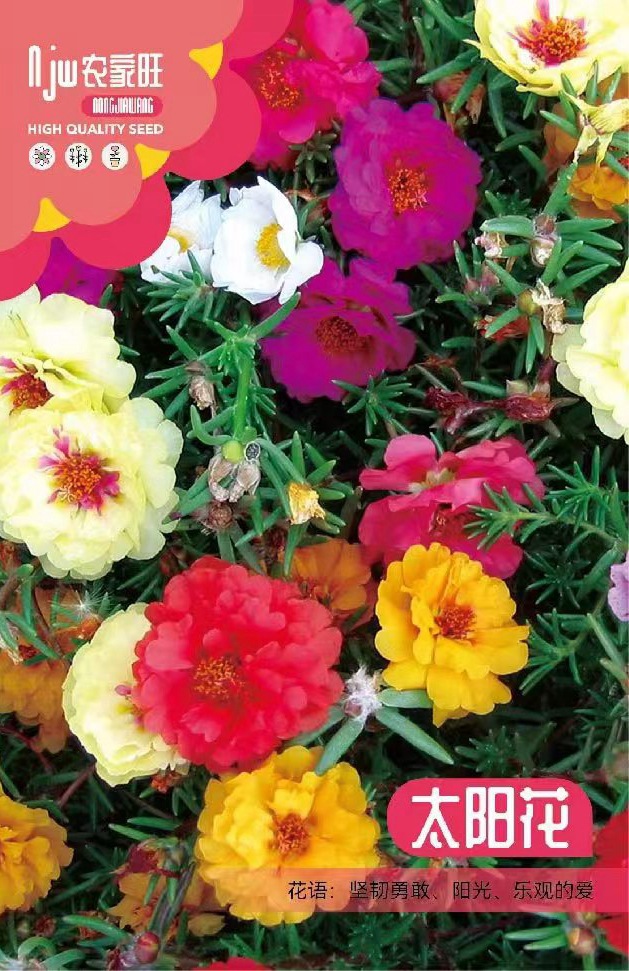 Four season double petaled sunflower seeds