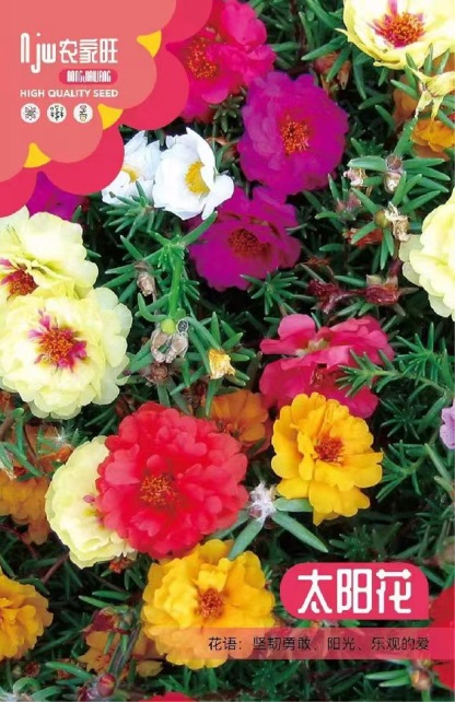 Four season double petaled sunflower seeds