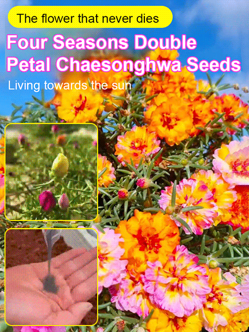 Four season double petaled sunflower seeds