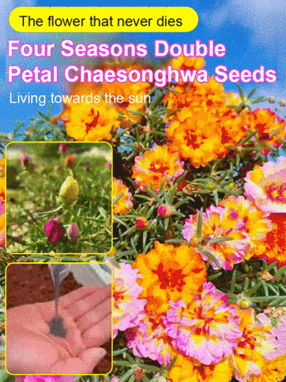 Four season double petaled sunflower seeds