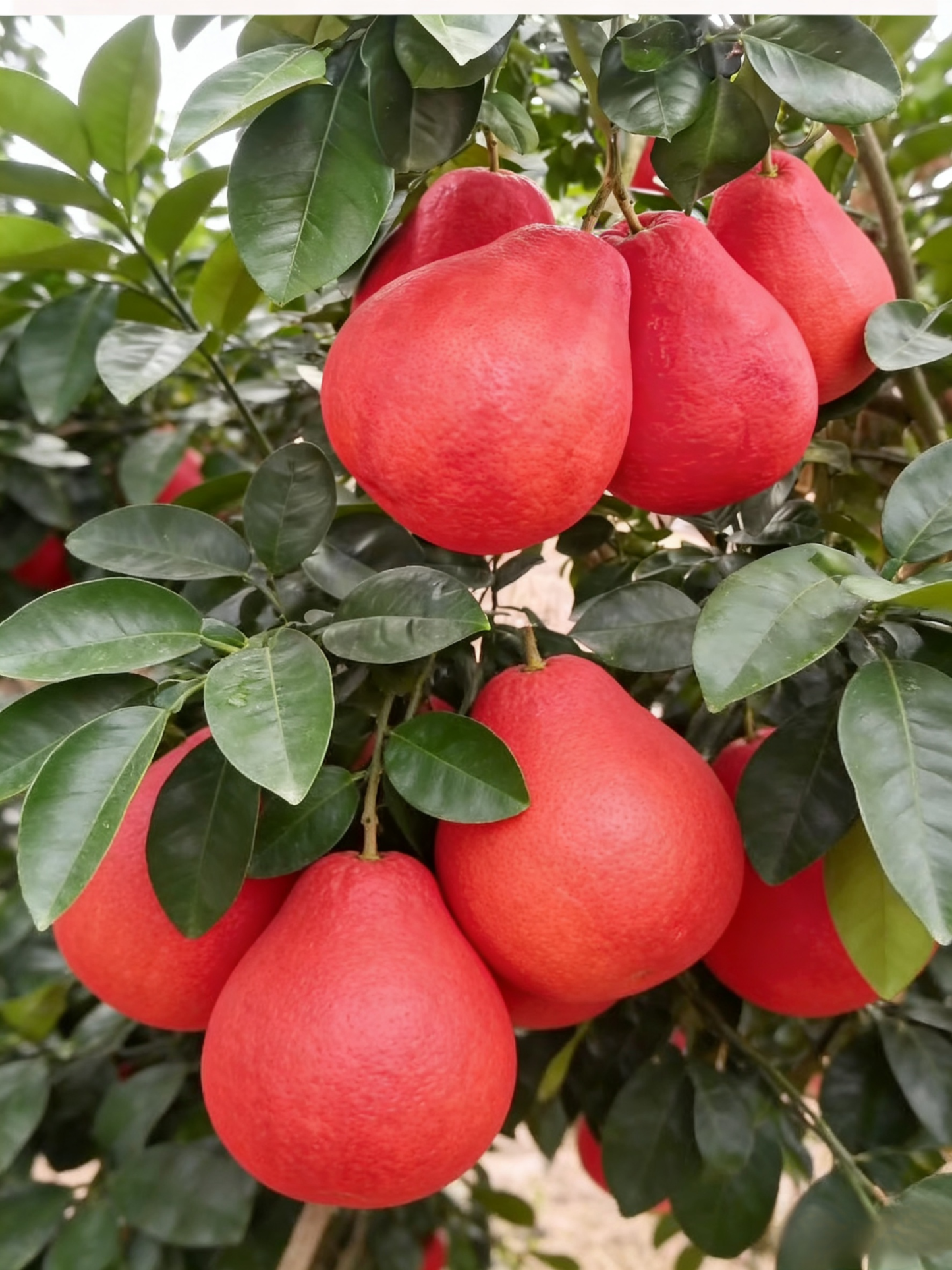 Siam Perfume Red Pomelo from Thailand【Rejuvenating & Lowering Blood Pressure】