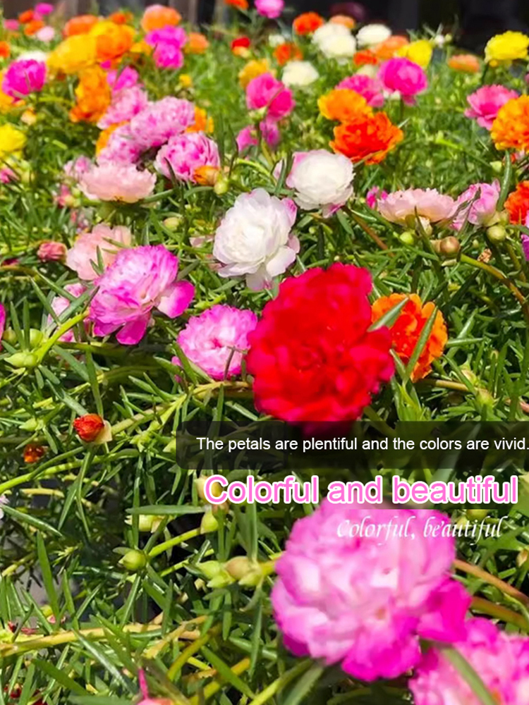 Four season double petaled sunflower seeds