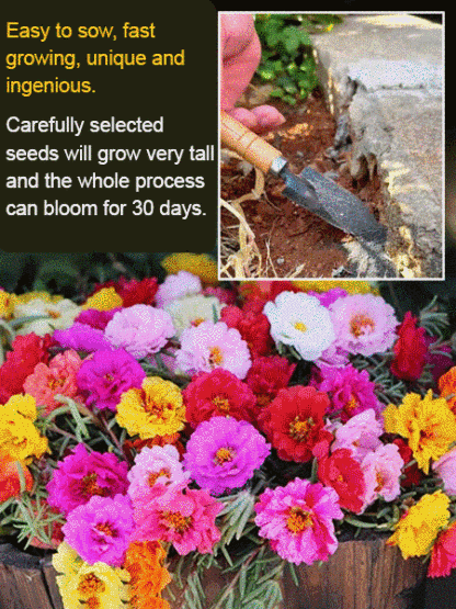 Four season double petaled sunflower seeds