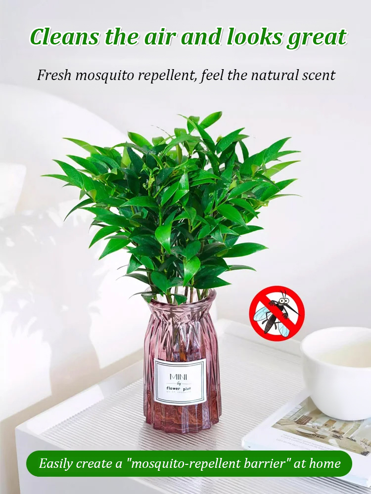 [Can survive with water] New bamboo cypress seeds