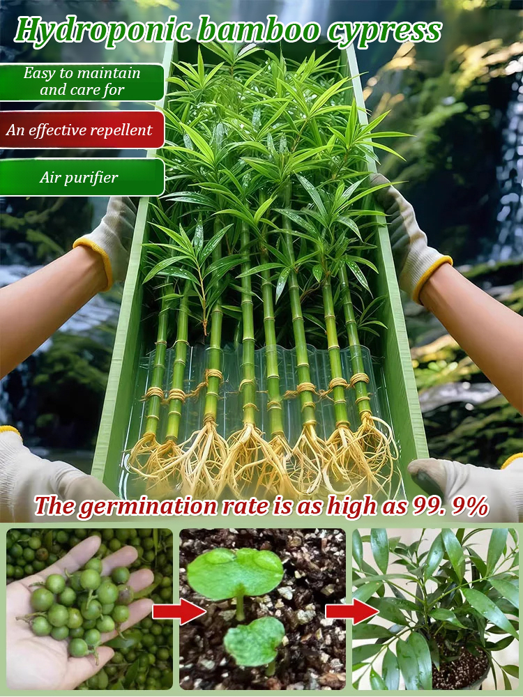 [Can survive with water] New bamboo cypress seeds