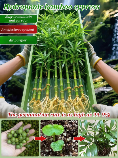 [Can survive with water] New bamboo cypress seeds