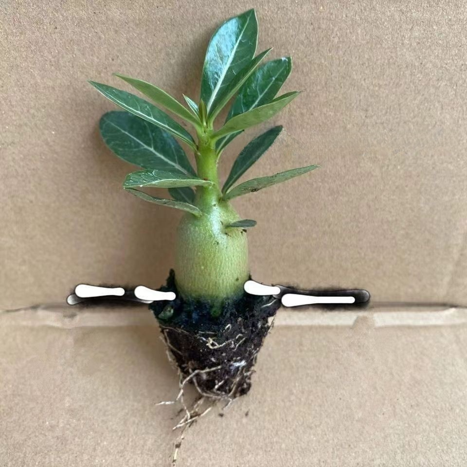 [Live 100 years with water] Desert Rose bulbs