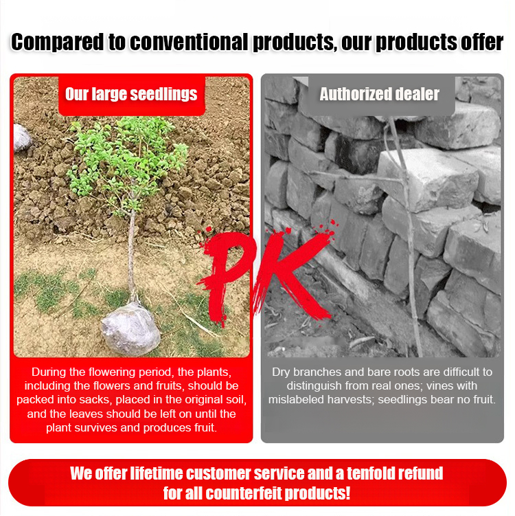 Pecan seedlings imported from the USA