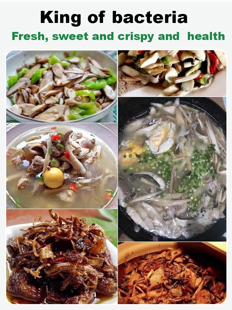 Authentic Termitomyces Mushroom Strain