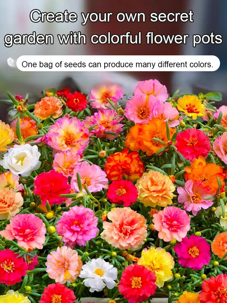 Four season double petaled sunflower seeds