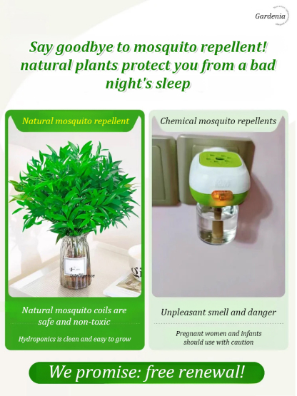 [Can survive with water] New bamboo cypress seeds