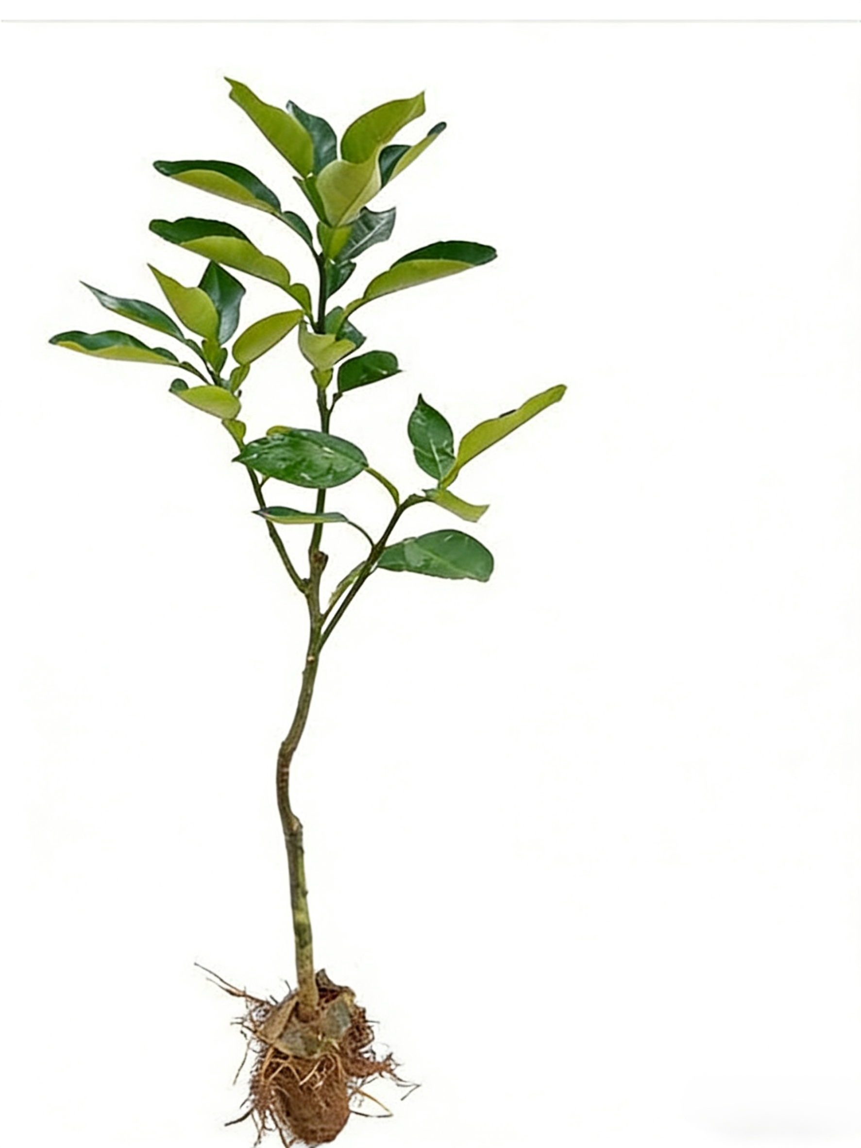 Siam Perfume Red Pomelo from Thailand【Rejuvenating & Lowering Blood Pressure】