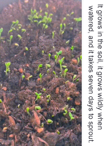 Four season double petaled sunflower seeds