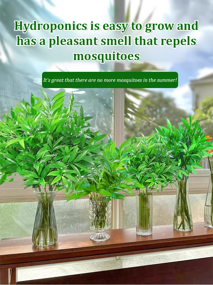 [Can survive with water] New bamboo cypress seeds