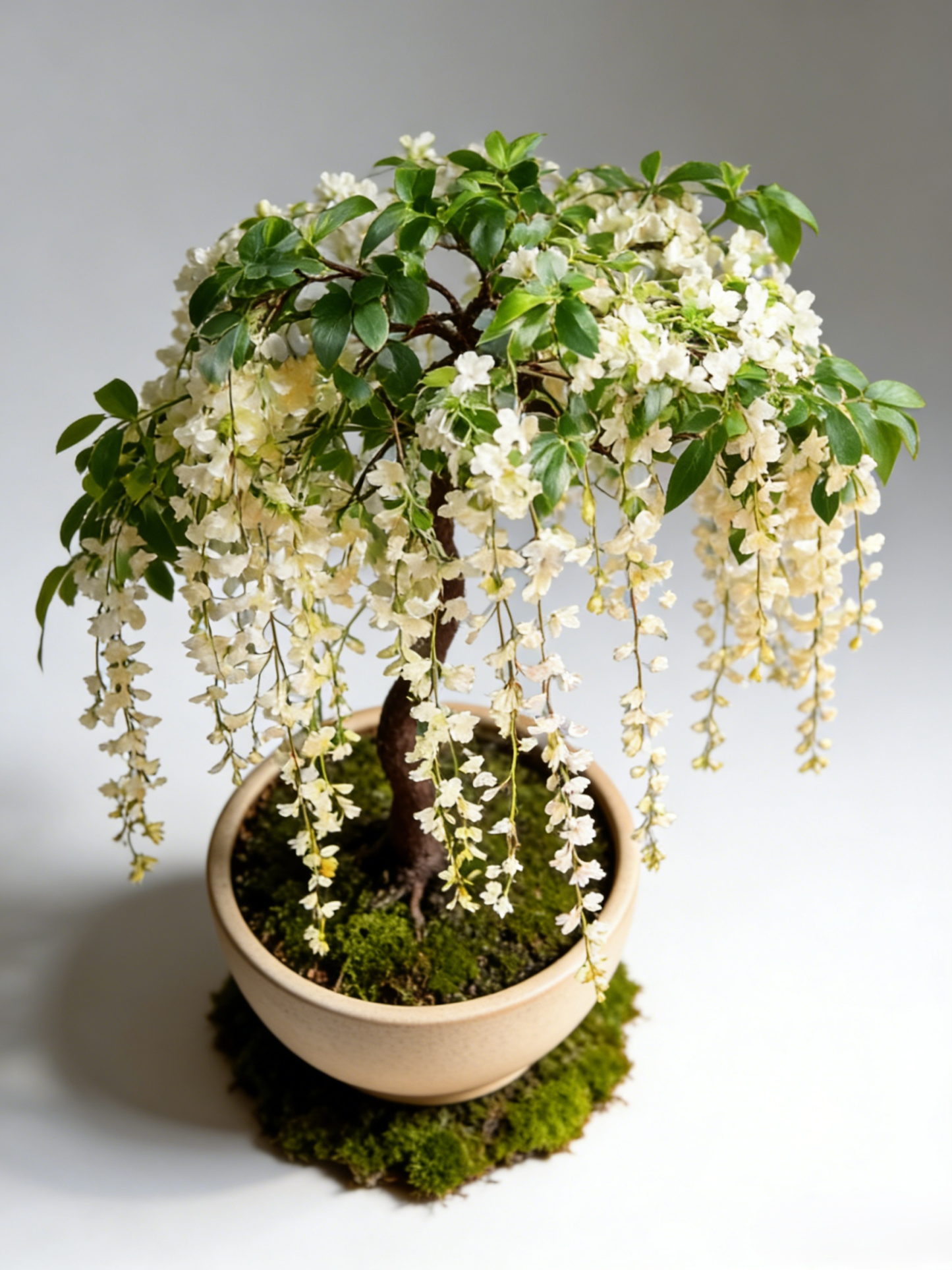 Richly Fragrant Weeping Jasmine Seeds