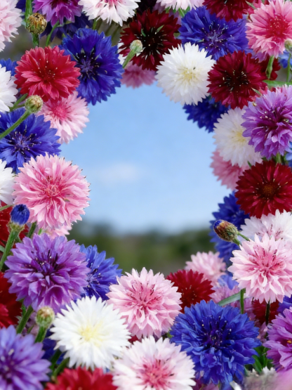Easy-to-grow, cold-resistant cornflower seeds