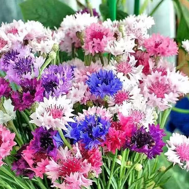 Easy-to-grow, cold-resistant cornflower seeds