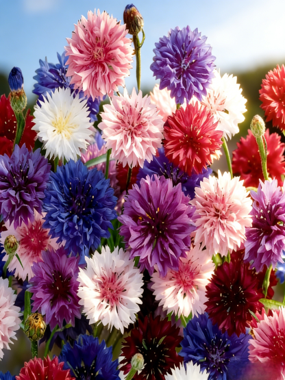 Easy-to-grow, cold-resistant cornflower seeds