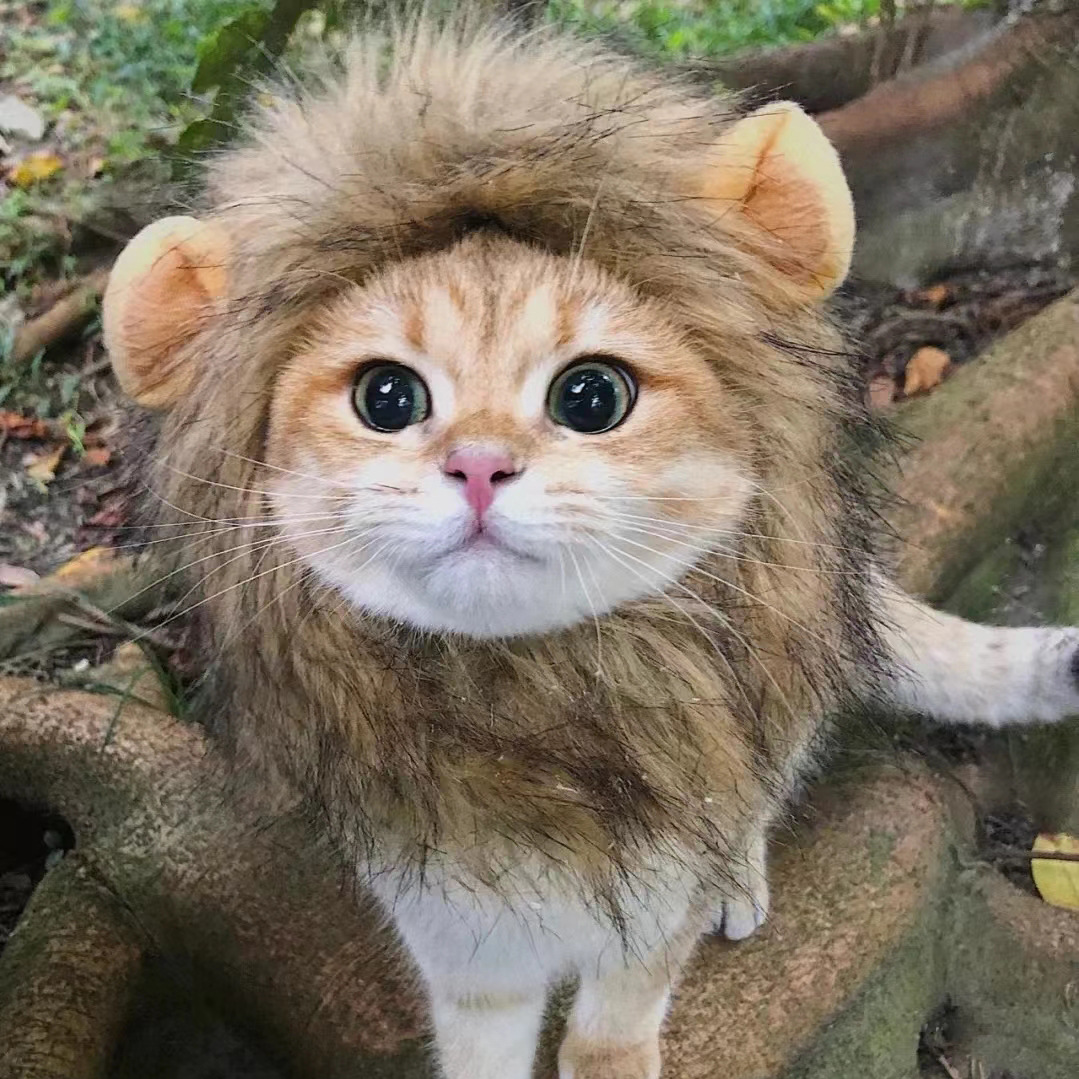  Popular Pet Cat Lion Mane Hat