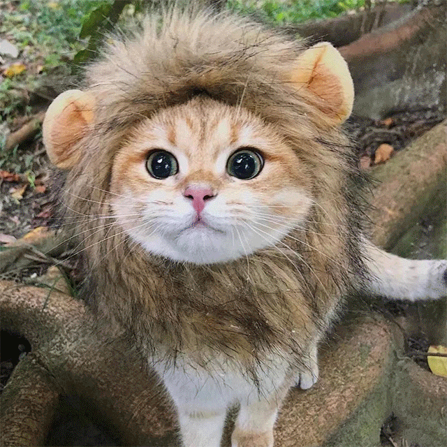  Popular Pet Cat Lion Mane Hat