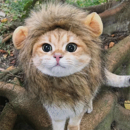  Popular Pet Cat Lion Mane Hat