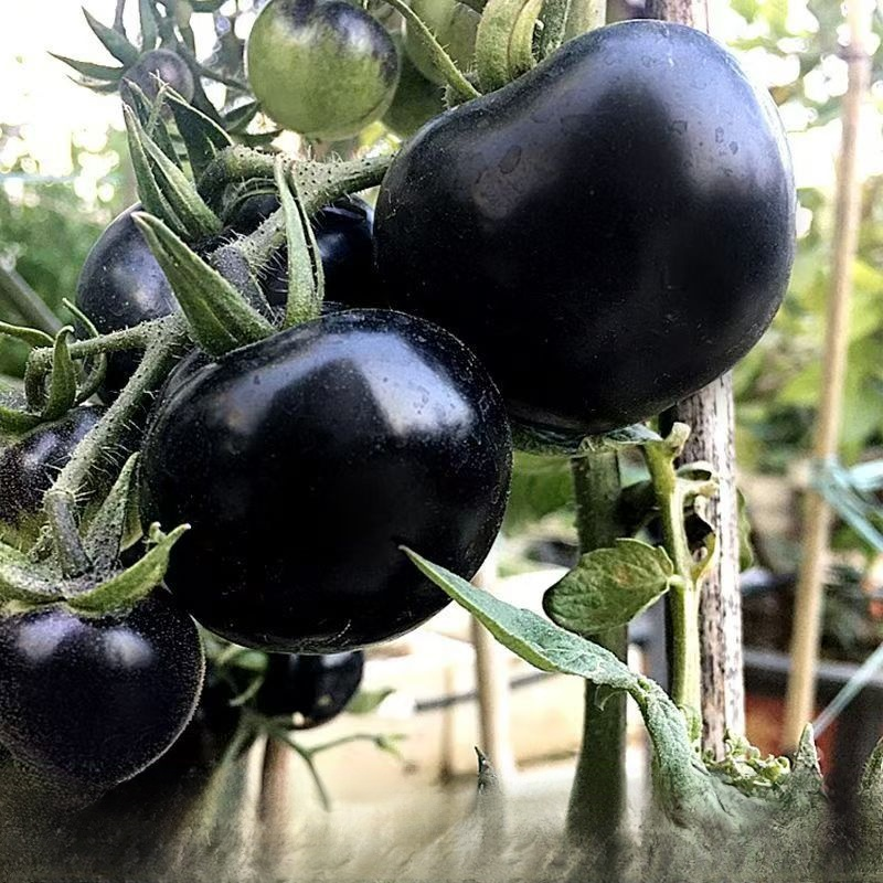 Blueberry Tomato Seeds (Exotic Purple-Black Variety) - Ag-Science Hybrid, High Yield & Non-GMO