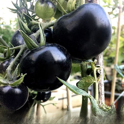 Blueberry Tomato Seeds (Exotic Purple-Black Variety) - Ag-Science Hybrid, High Yield & Non-GMO