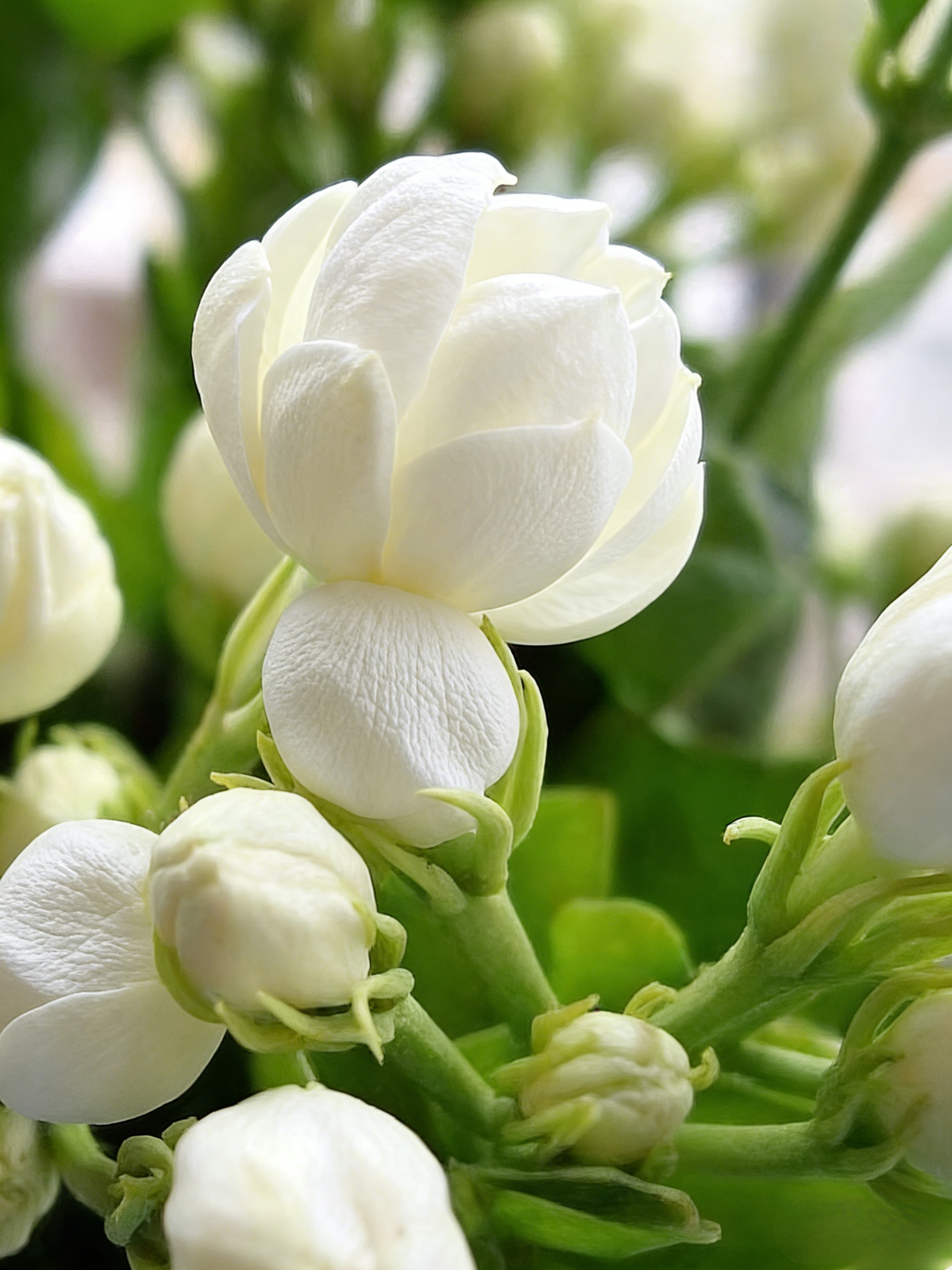 【Perfume of the Garden】Four Seasons Blooming Double-petaled Jasmine Seeds