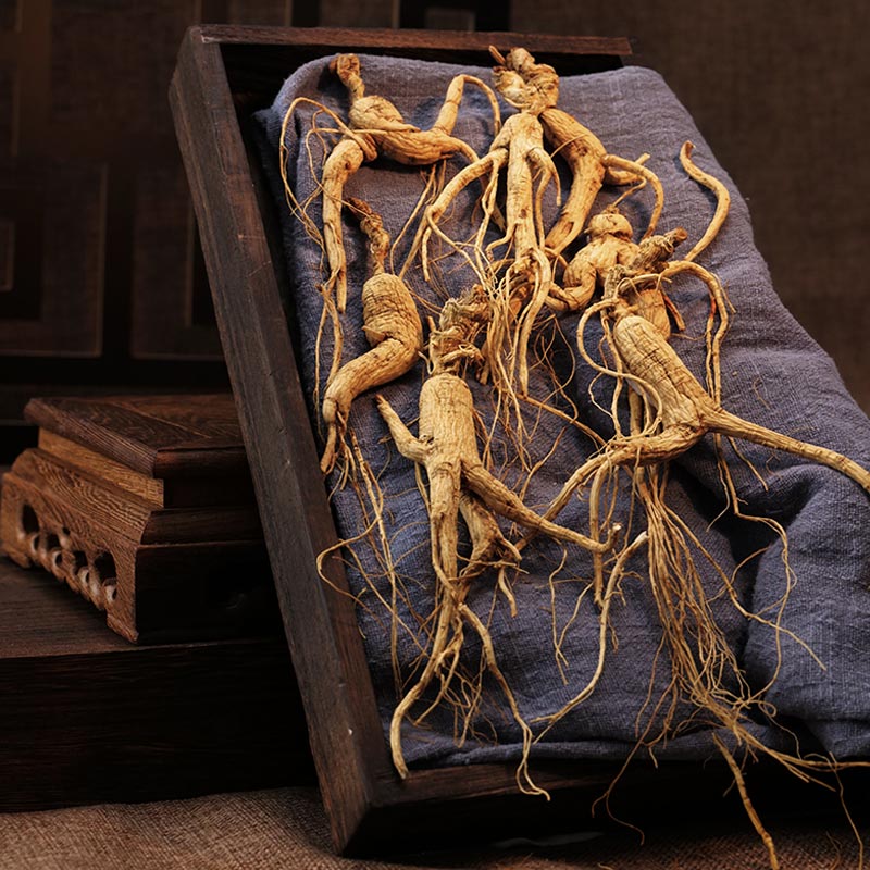 CBM Forest-cultivated Ginseng