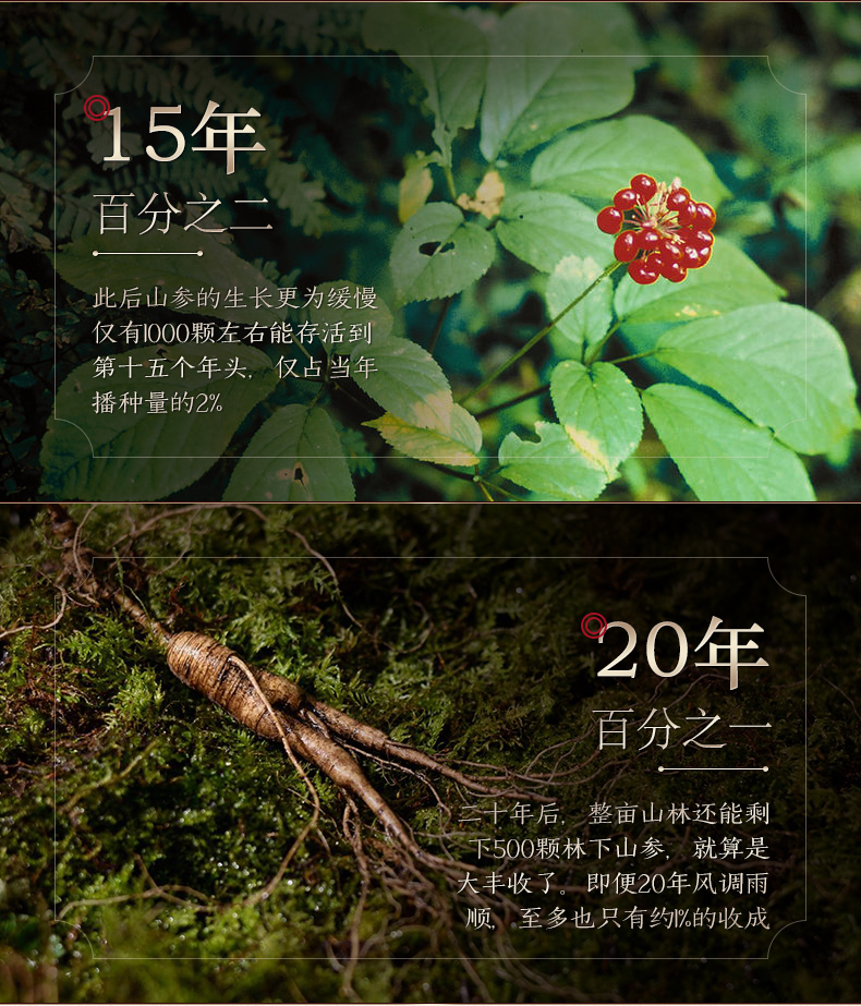 Wild Ginseng, Gift Box, 5g/Box-Changbai Mountain Ginseng
