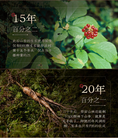 Wild Ginseng, Gift Box, 5g/Box-Changbai Mountain Ginseng