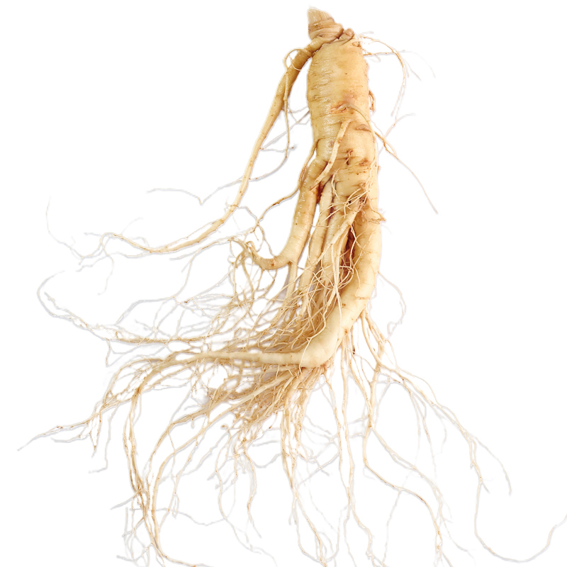 Fresh-Preserved Ginseng 30g-Changbai Mountain Ginseng-CBM GINSENG