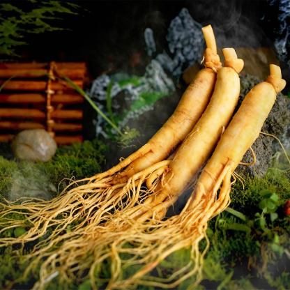 Fresh-Preserved Ginseng 30g-Changbai Mountain Ginseng-CBM GINSENG