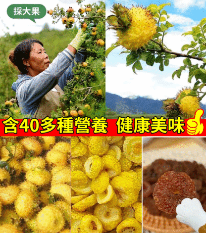 純手工刺梨乾，補維 C 選它