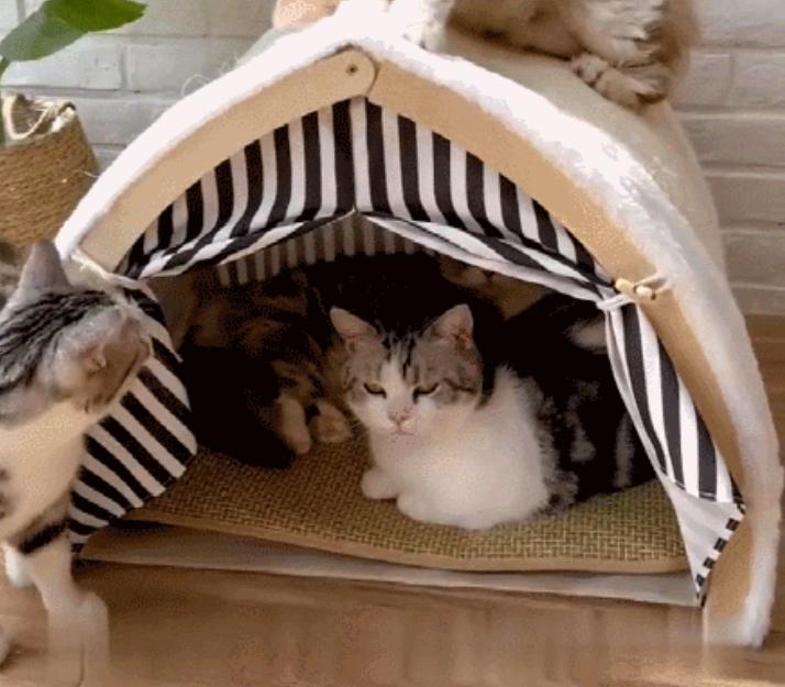 猫ハウス