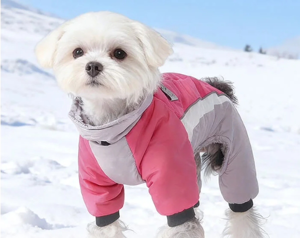 犬の服