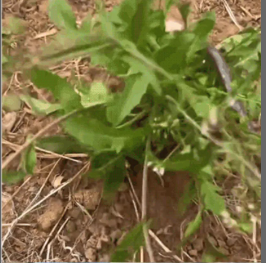 草むしりの神器