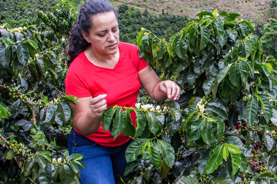 【コーヒー豆】COLOMBIA Buena Vista Fully Washed / 浅煎り