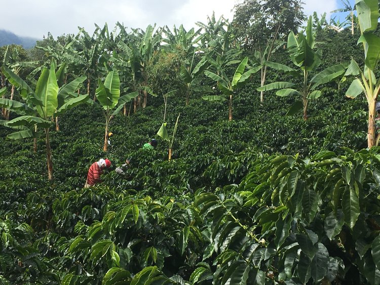 【コーヒー豆】COLOMBIA Buena Vista Fully Washed / 浅煎り