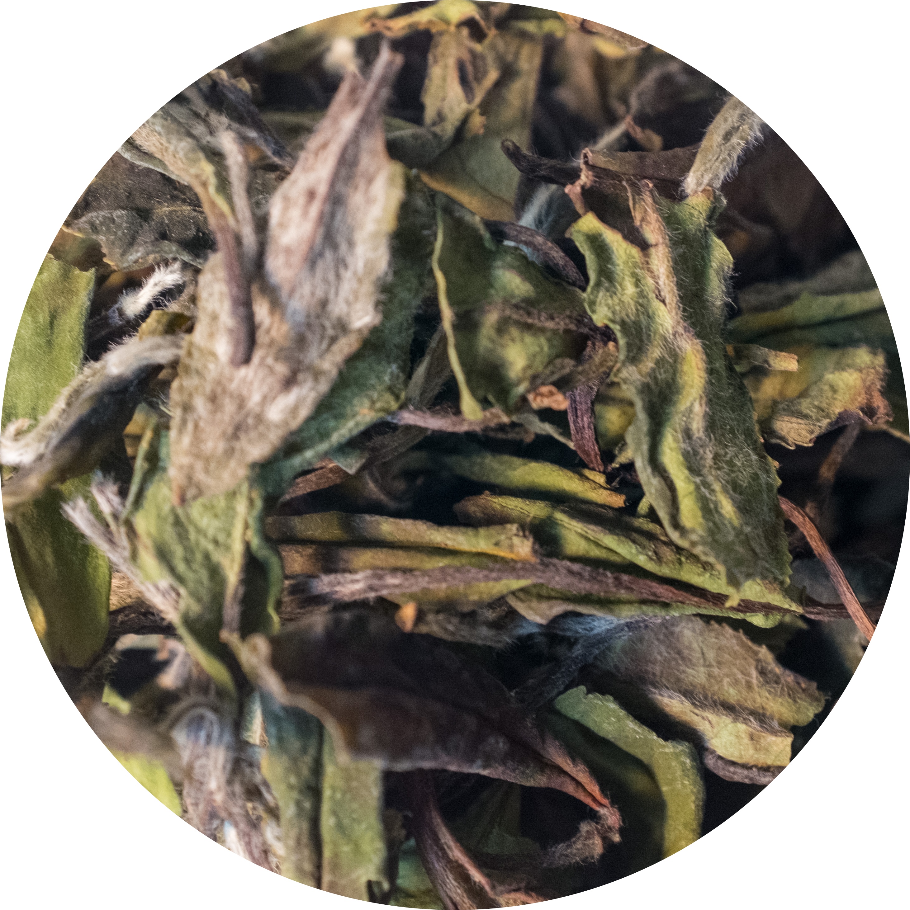 White Tea