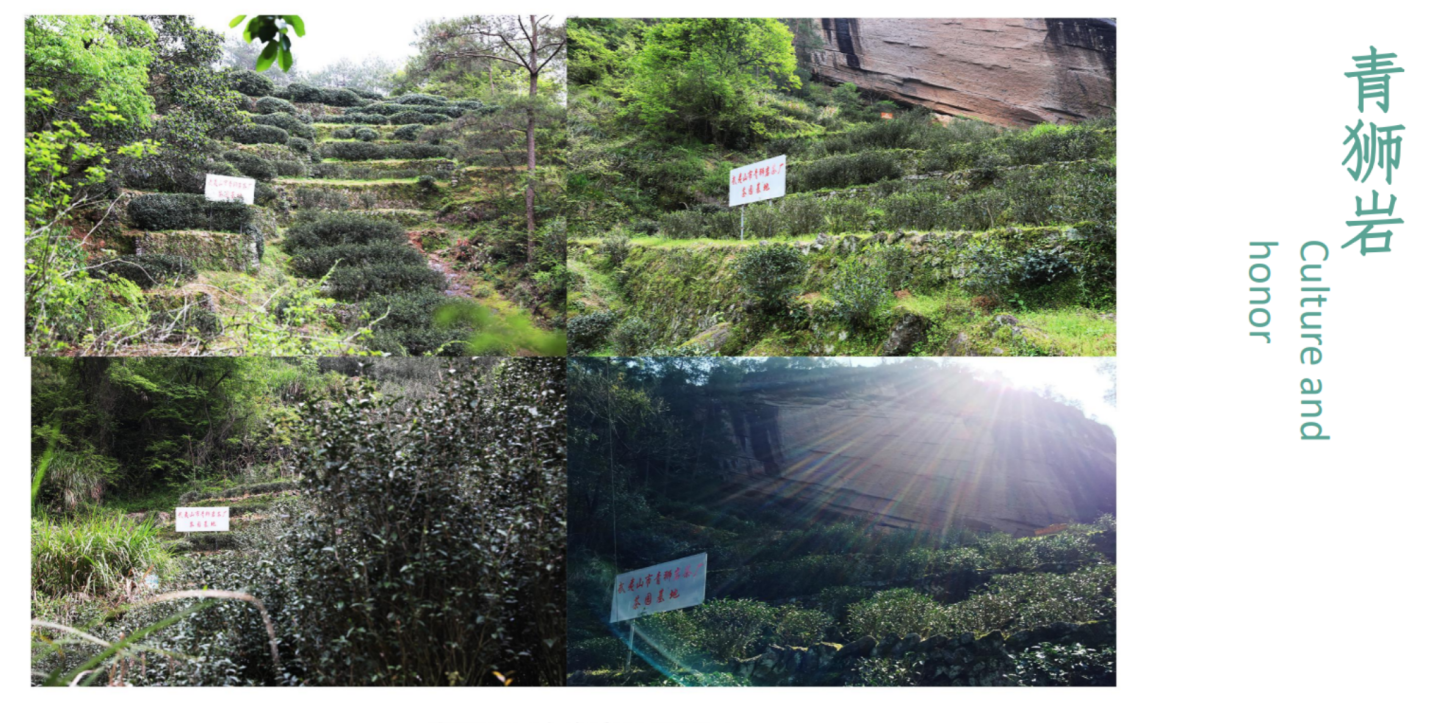 Rui Zhuang Premium Wu Yi Oolong Tea ( Rock Tea )Gift Box 